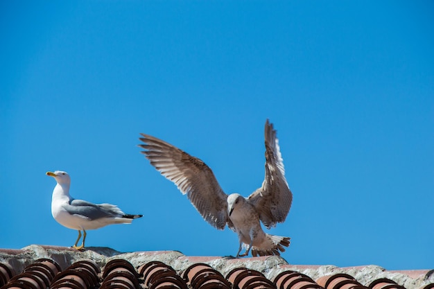 Seagulls sitting on the roof