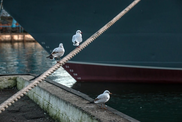 Seagulls sitting on a rope in front of a ship