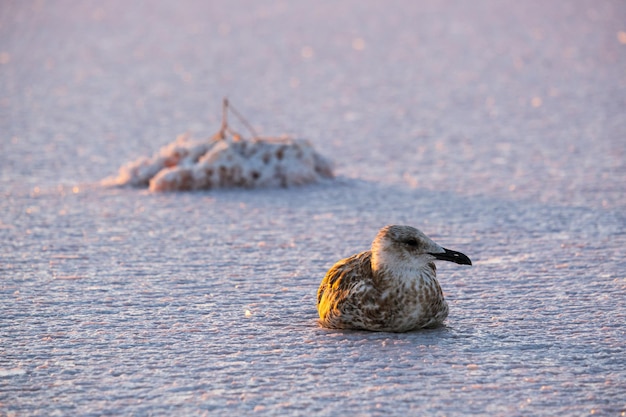 Seagulls on sunset Genichesk pink salty lake Ukraine