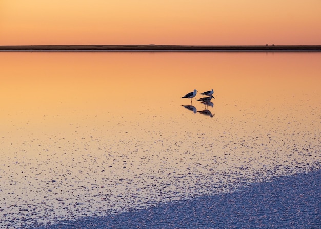 Seagulls on sunset Genichesk pink salty lake Ukraine