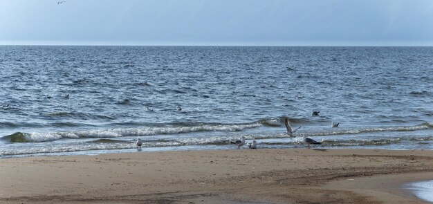 Seagulls swim on the waves of Lake Baikal Sunny summer weather