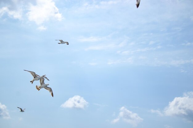 Foto i gabbiani nel cielo turco di istanbul il tempo è nuvoloso con nuvole bianche 2