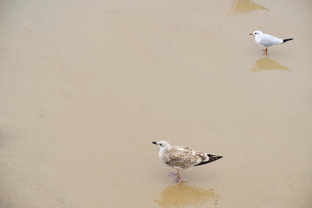 Seagulls walk along sandy shore