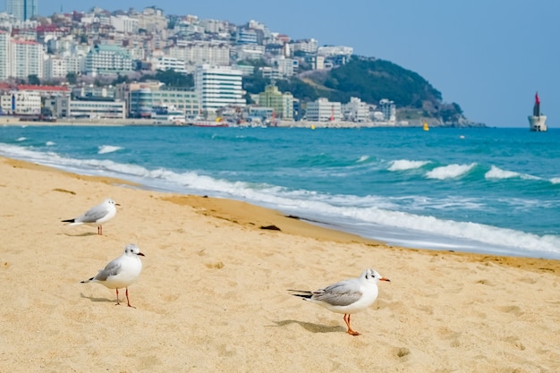 カモメは韓国の釜山の海の砂の中を歩きます。