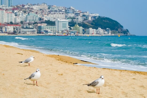 갈매기들은 한국 부산의 바다 위 모래 위를 걷습니다.