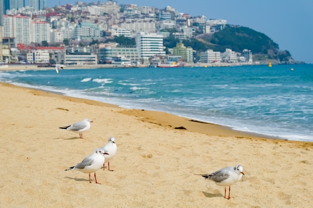 갈매기들은 한국 부산의 바다 위 모래 위를 걷습니다.