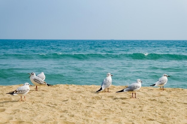 Foto i gabbiani camminano sulla sabbia del mare