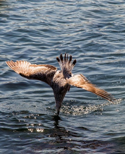 Чайки в воде моря