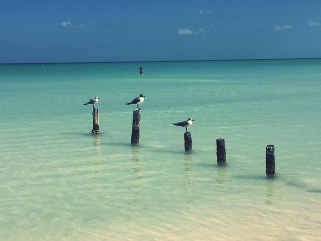 Seagulls on wooden post in sea