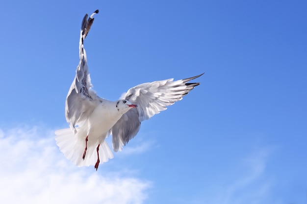 Seagulls