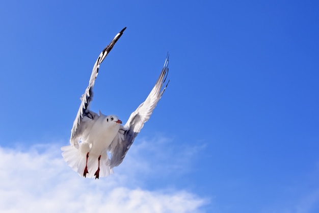 Seagulls