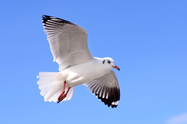 Seagulls