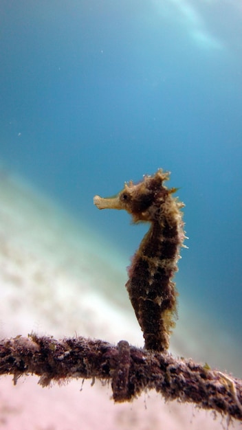 Photo seahorse knose