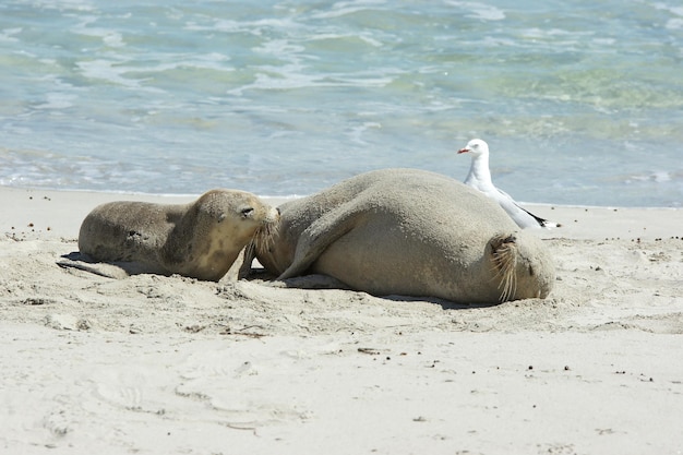 Foto seal bay kangaroo island australië