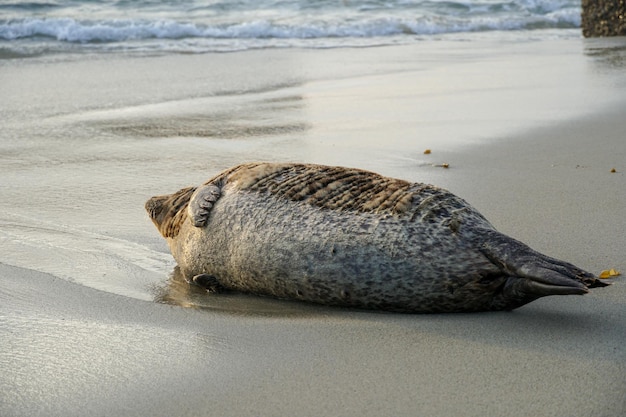 A seal on the beach at the beach in cornwall.