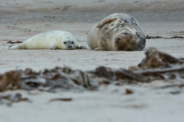 Foto foca sulla spiaggia sull'isola di dune vicino a helgoland