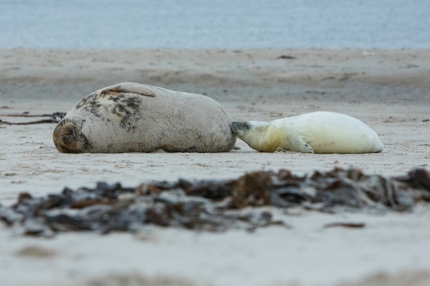 Seal on the beach on dune island near helgoland 