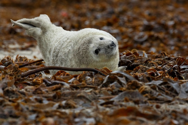 Seal on the beach on dune island near helgoland 