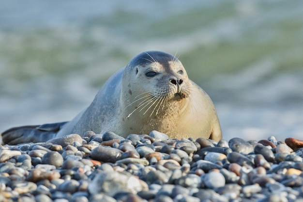 Photo seal on the beach on dune island near helgoland