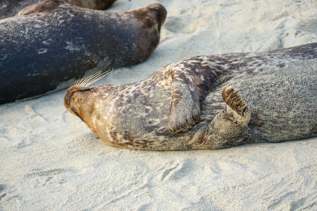 カメラに背を向けた浜辺のアザラシ