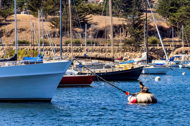 Sigilli su una boa vicino agli yacht a monterey, la california