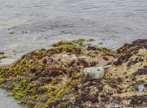 seal in California