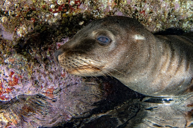 アザラシのカリフォルニアアシカが近づいてくる