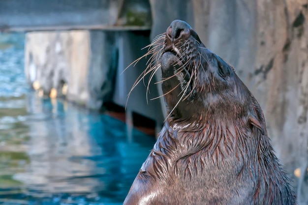 Foto un ritratto ravvicinato di una foca