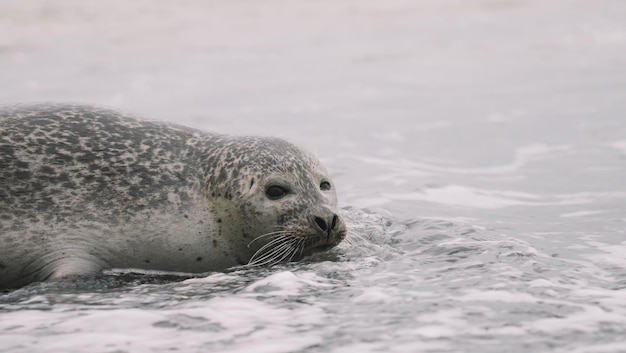 Seal Close up