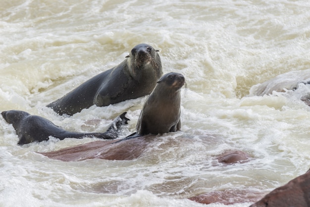 Photo the seal colony at cape cross, on the atlantic coast of namibia, africa. view on the shoreline and the rough waving ocean.