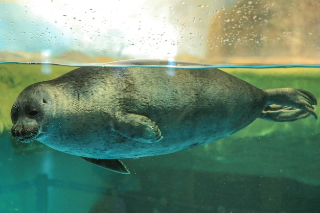 Seal floats behind the glass Moskvarium