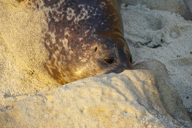 A seal hides in the sand.