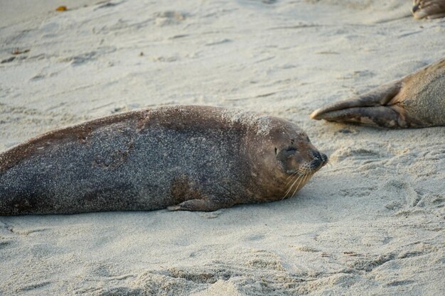 A seal is laying on the sand