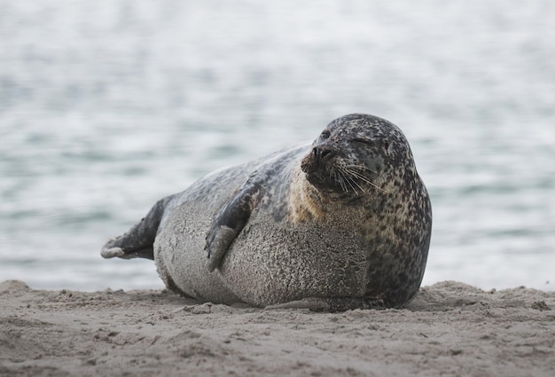 тюлень лежит на песке на острове гельголанд в германии