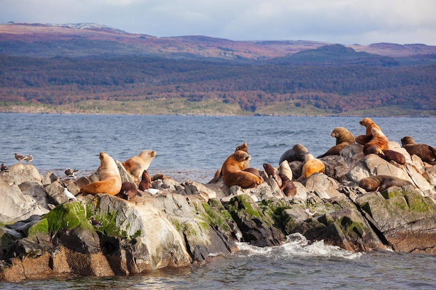 Остров тюленя в проливе Бигль недалеко от города Ушуайя. Ушуайя - столица Огненной Земли в Аргентине.