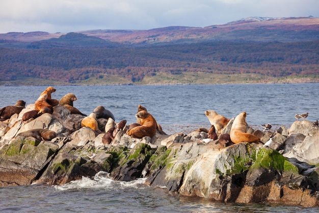 Seal island in de buurt van ushuaia