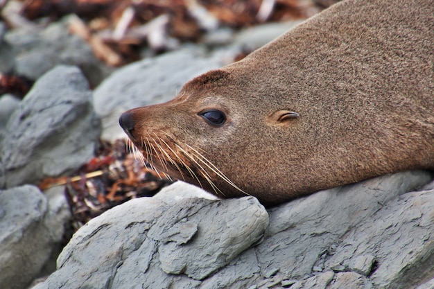 Seal in Kaikoura, New Zealand