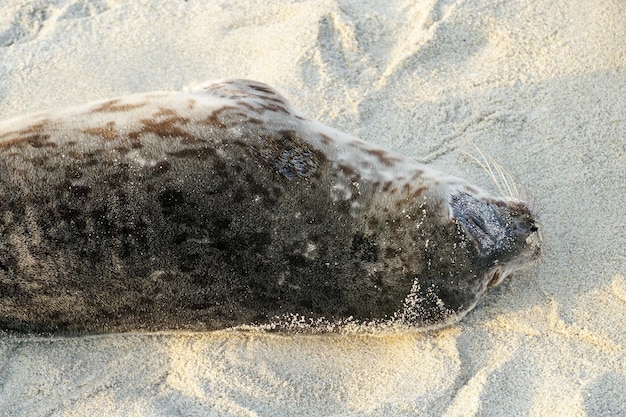 A seal laying on the sand with the word seal on it.