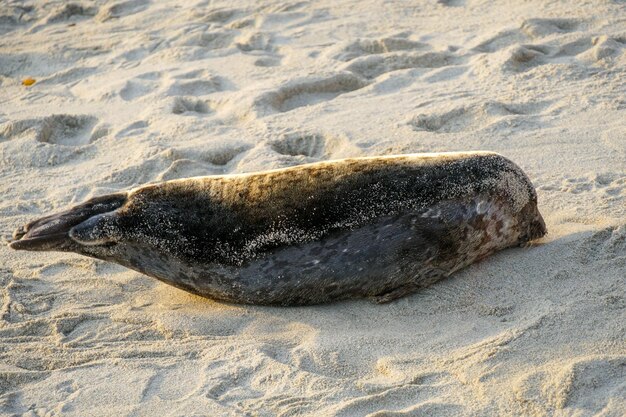 A seal laying on the sand with the word seal on it.