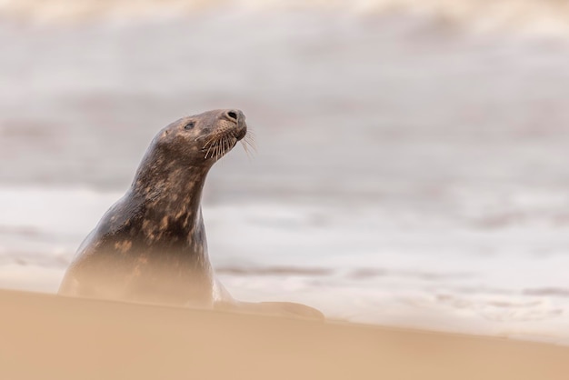 Photo seal norfolk january 2024