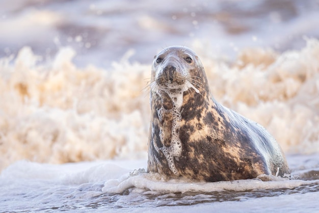 Photo seal norfolk january 2024