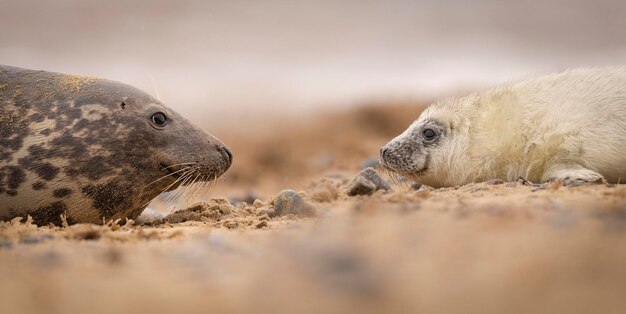 Photo seal norfolk january 2024