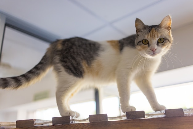 A seal point Birman cat, 4 month old kitten, male climbs on the wooden beam on the attic under angled plasterboard ceiling.