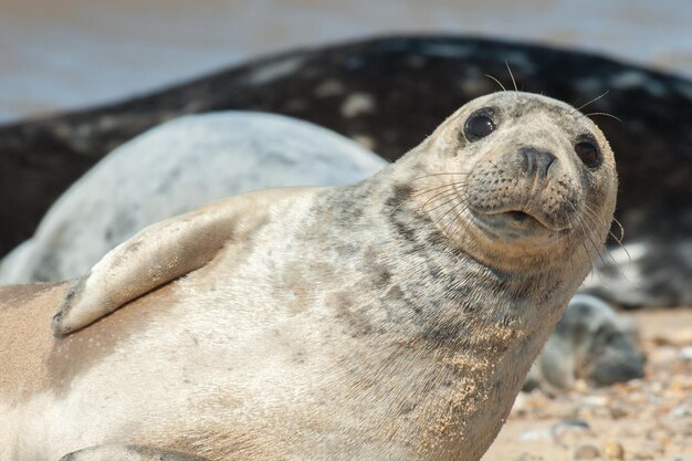 seal pup closeup