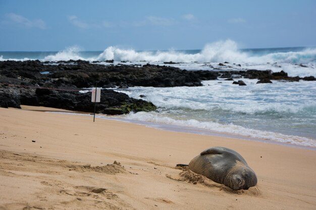 Foto foca che si rilassa sulla spiaggia