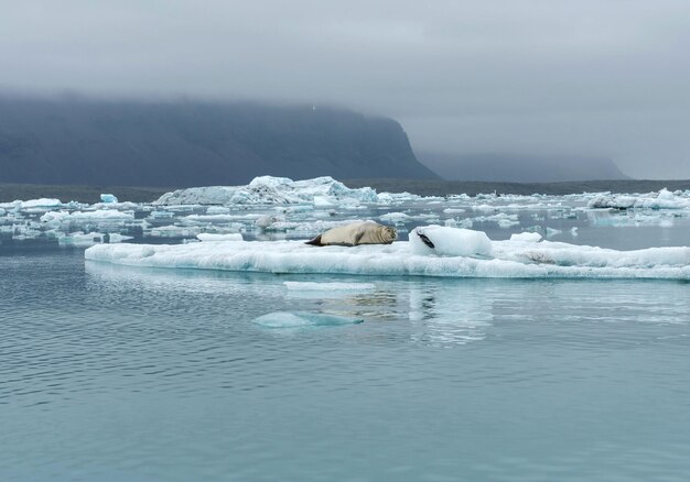 Seal relaxing on a floating iceberg in Jokulsarlon glacial lagoon Iceland