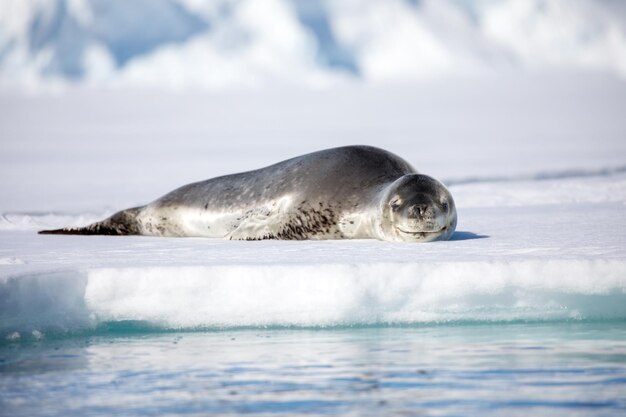 Foto foca che si rilassa sul mare ghiacciato