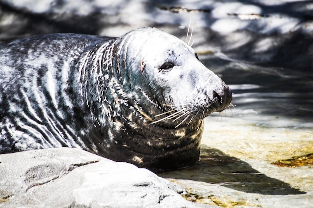 seal resting in the sun in the water