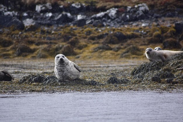 Photo seal on shore at beach