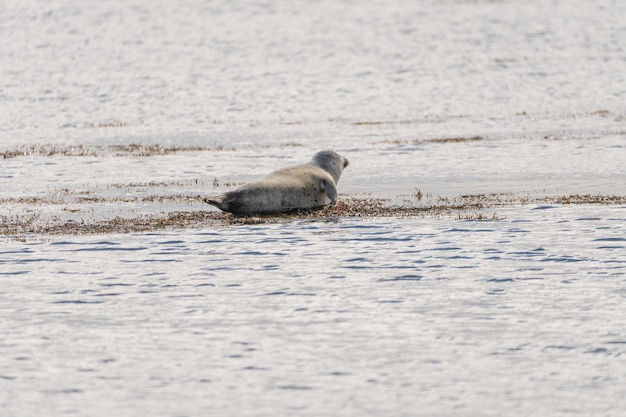 Seal specimen on the Icelandic beach